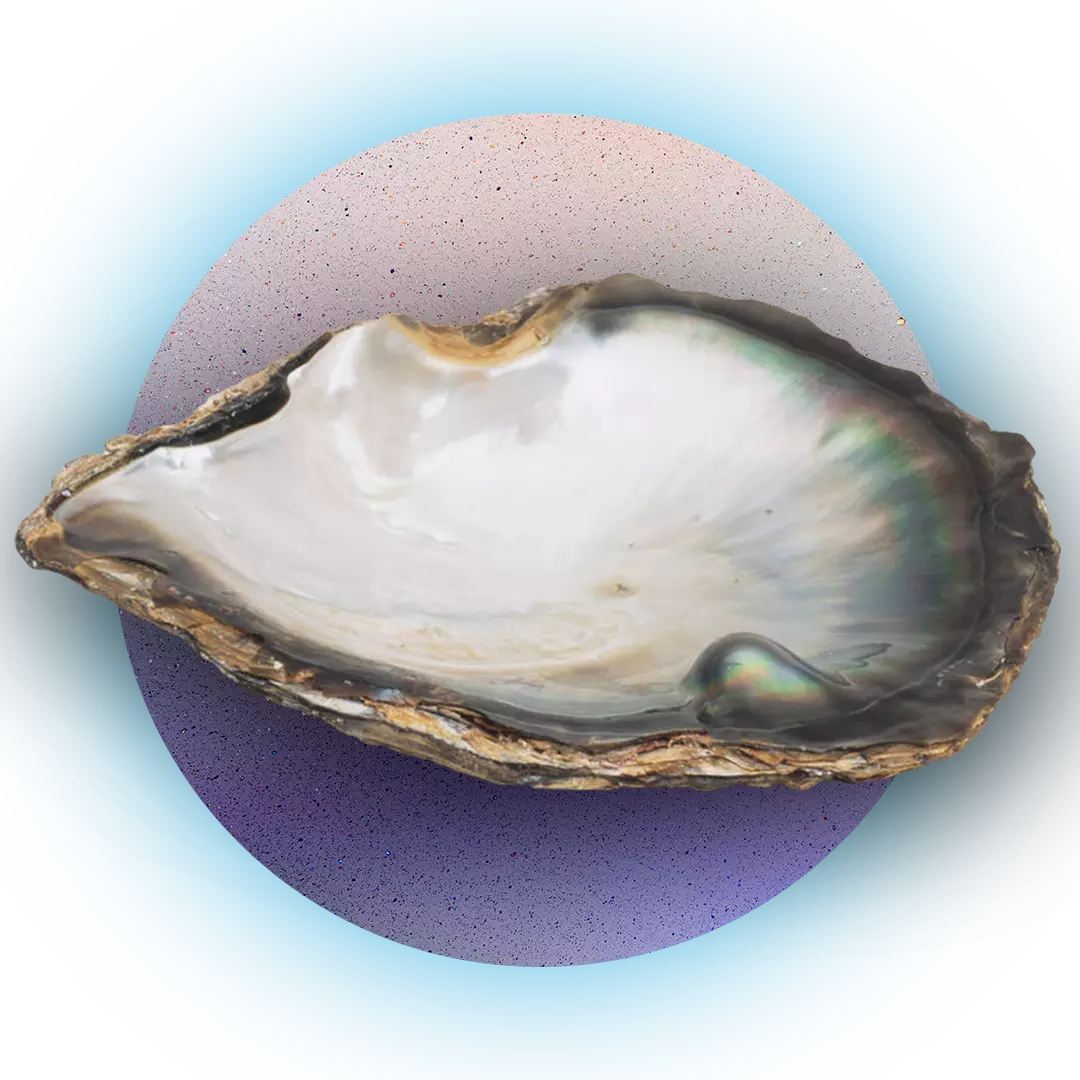 Pinctada Maxima white south sea pearls